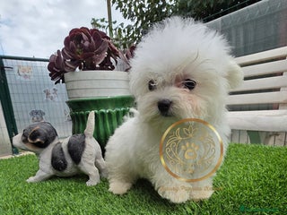 Bichón Maltés perros - Anuncio 5