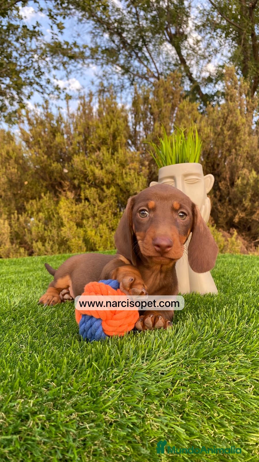 Teckel Miniatura perros VENTA DE TECKEL - Anuncio 38