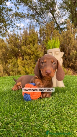 Teckel Miniatura perros - Anuncio 14