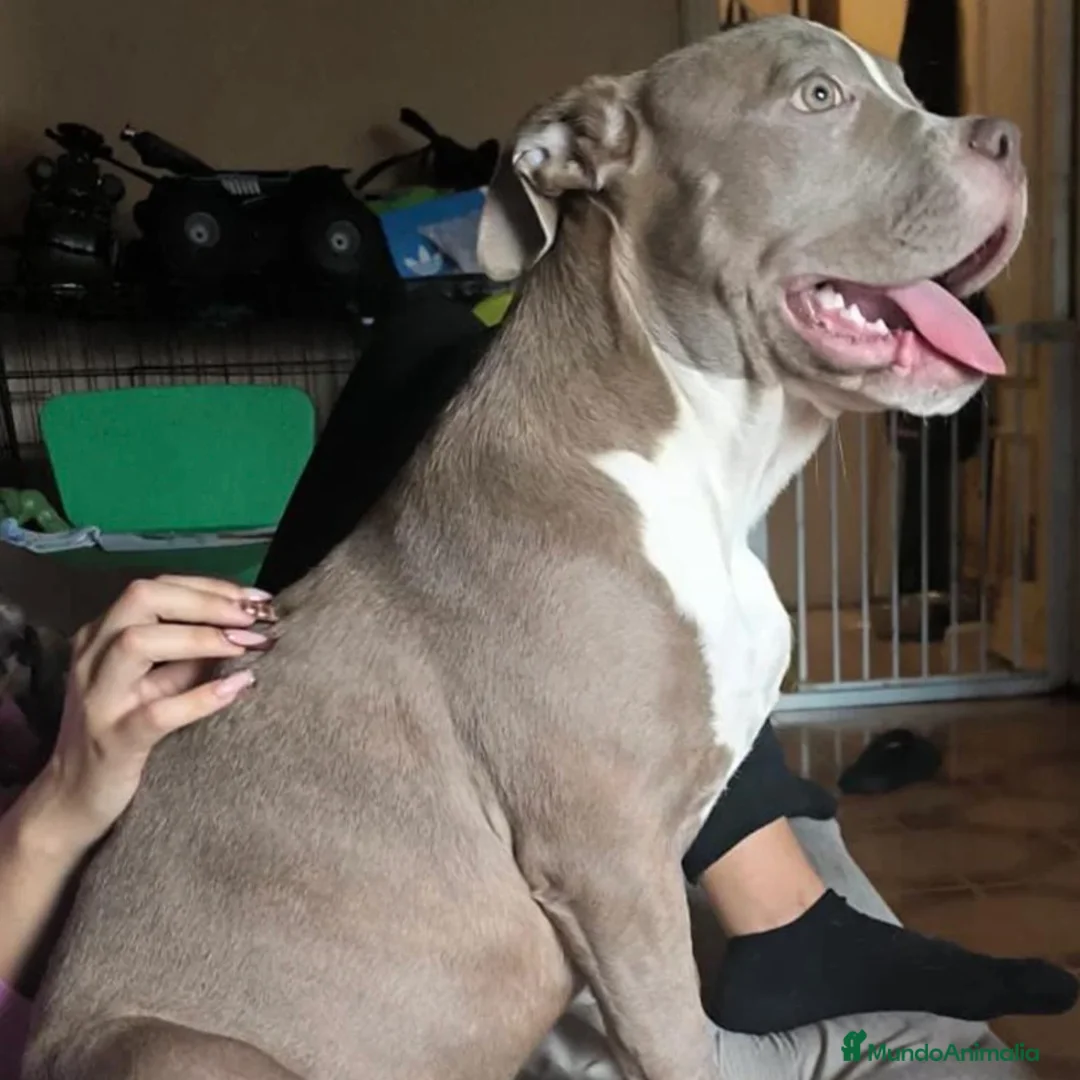 American Bully perros en venta: American Bully XL - Anuncio 1