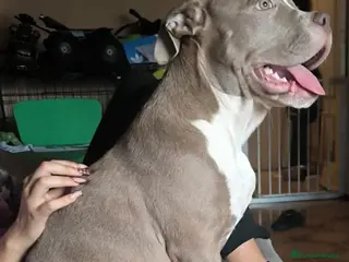 American Bully perros American Bully XL - Anuncio 1