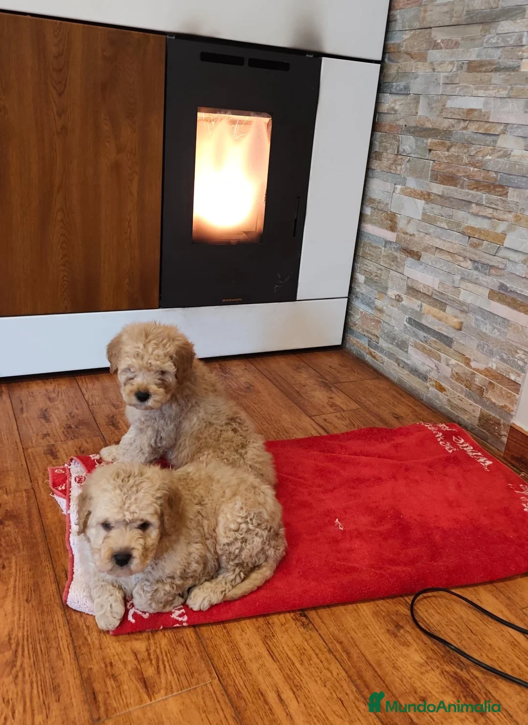 Perro de Agua Español perros en venta: Camada de perros de agua en Madrid - Anuncio 2