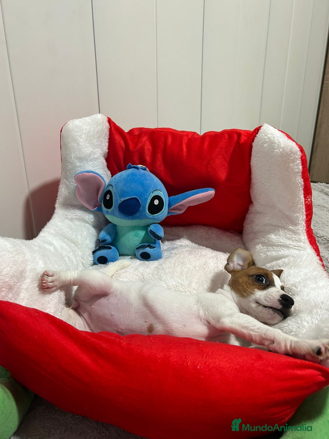 Jack Russell Terrier perros en venta: Jack Russell  - Imagen 3