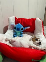 Jack Russell Terrier perros - Anuncio 2