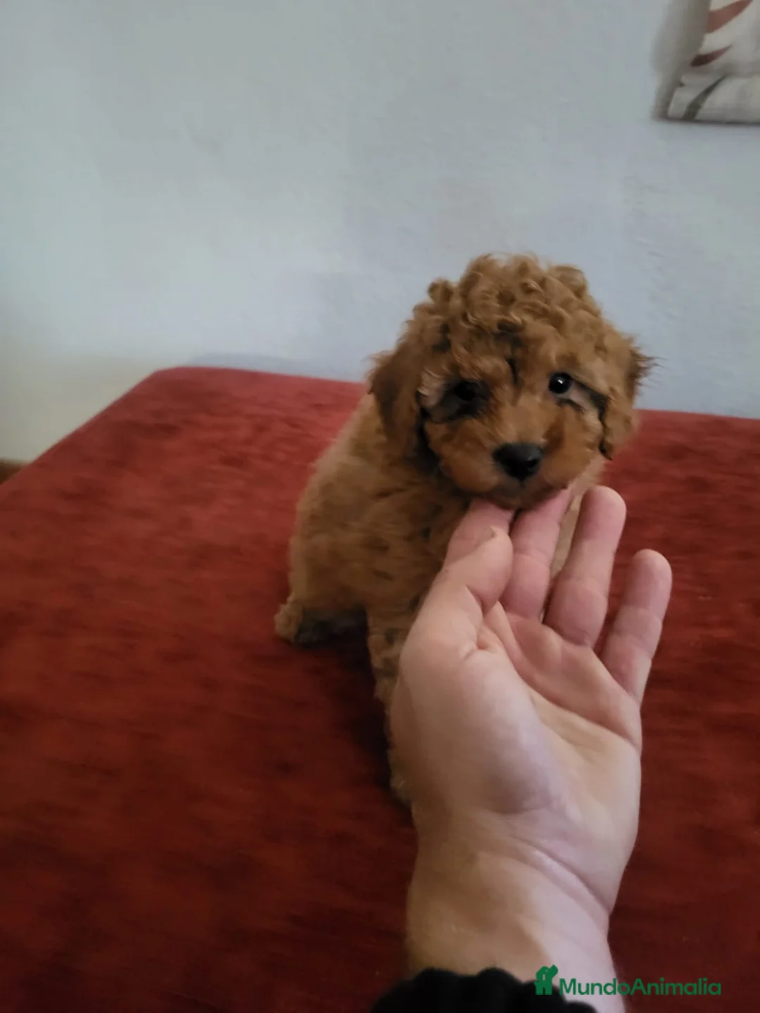 Raza Mixta perros en venta: Caniches  - Anuncio 5