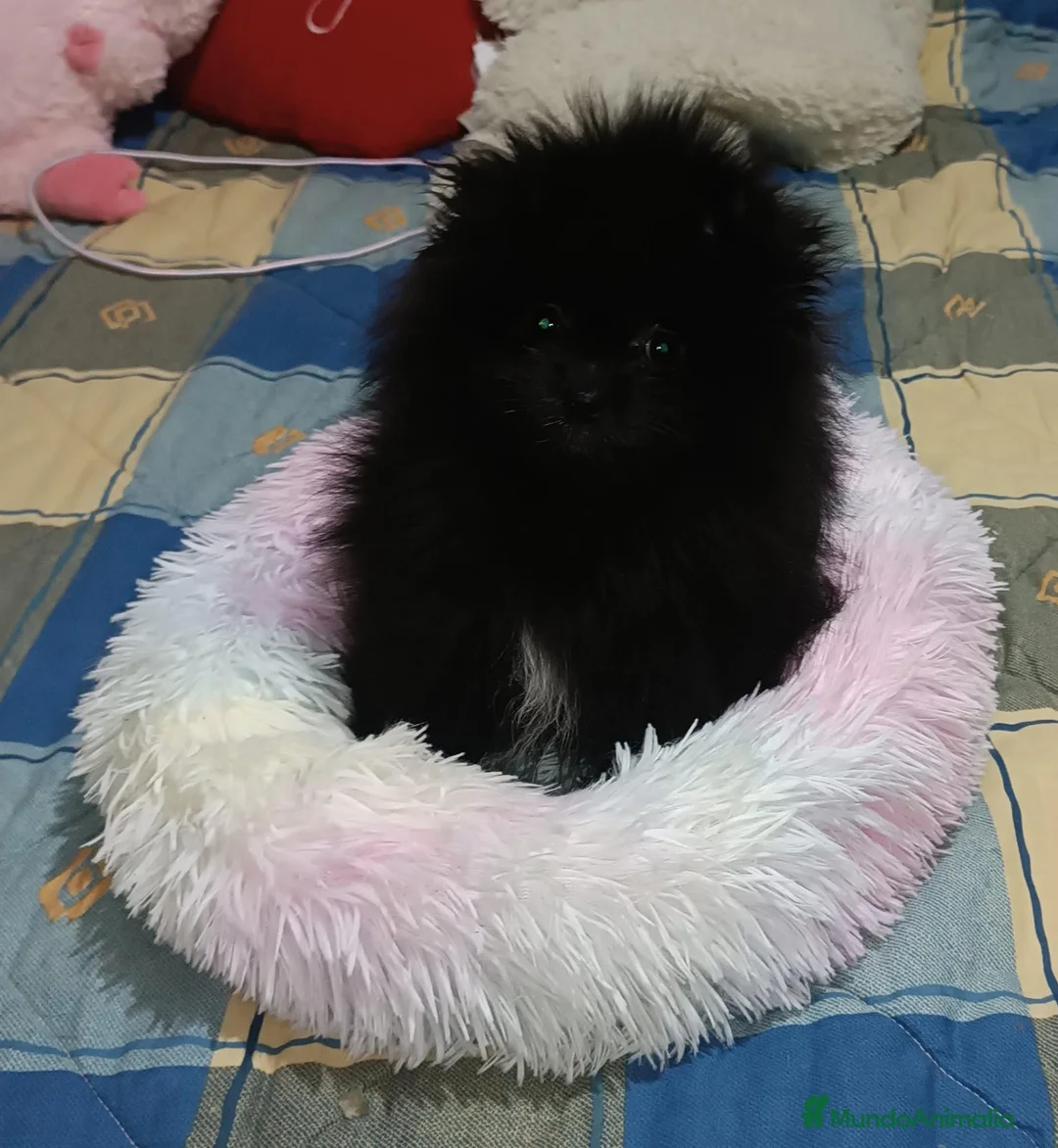 Pomerania perros en venta: POMERANIA TOY PRECIOSA HEMBRITA  - Anuncio 2