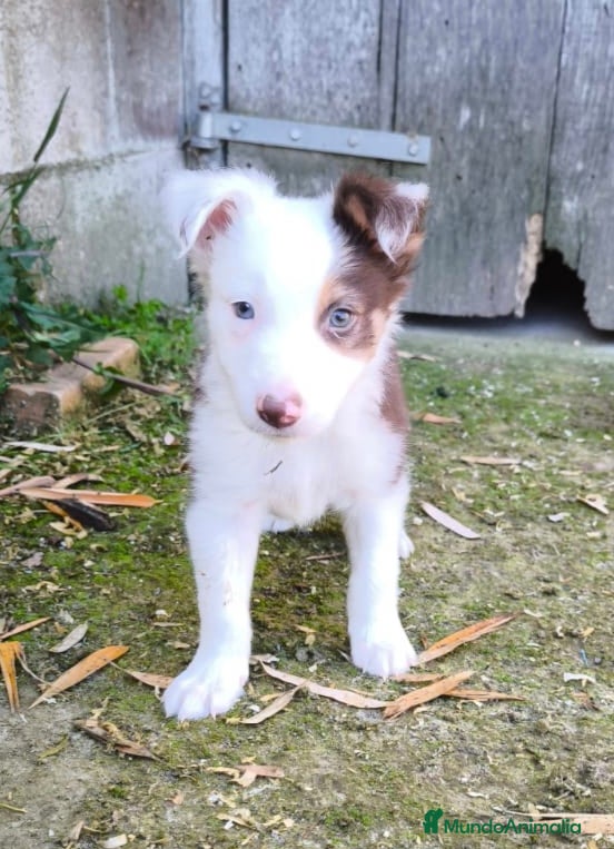 Border Collie perros Cachorros border collie chocolate - Anuncio 1