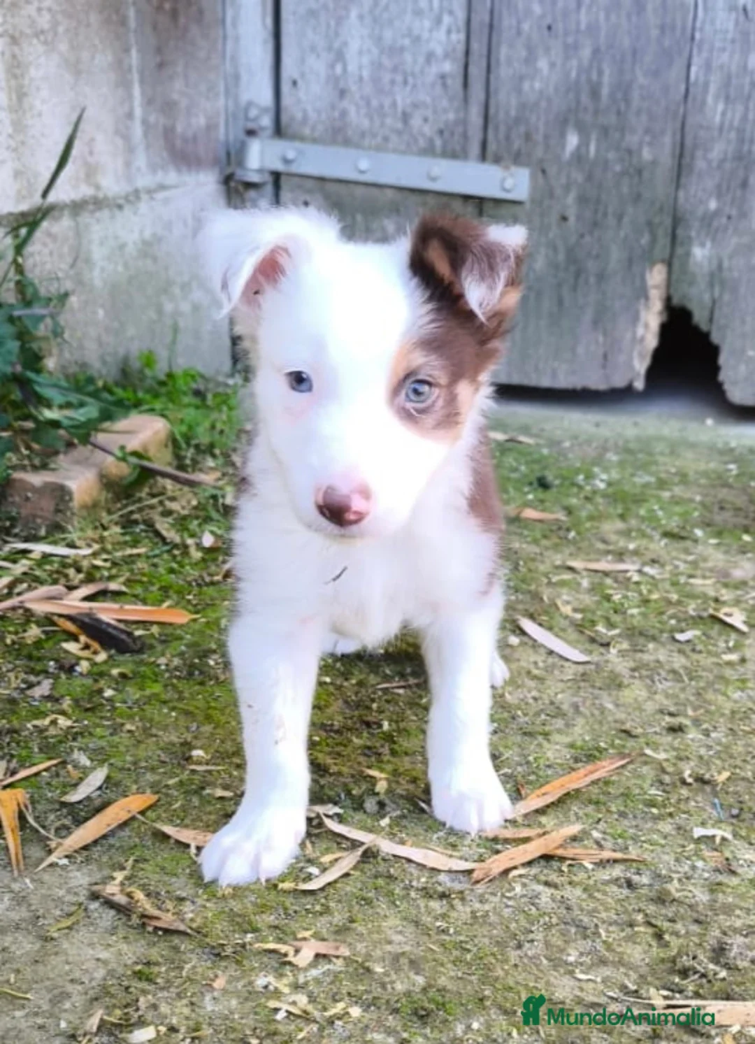 Border Collie perros en venta: Cachorros border collie chocolate - Anuncio 1