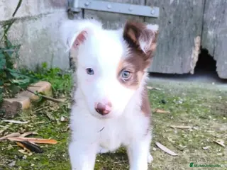 Border Collie perros Cachorros border collie chocolate - Anuncio 1