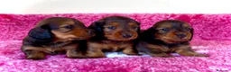 Teckel Miniatura perros en venta: Teckel miniatura pelo largo  - Anuncio 1