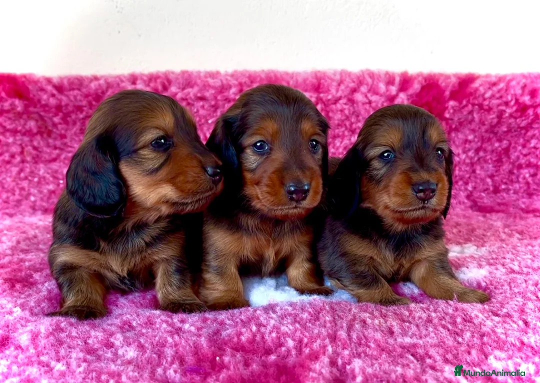 Teckel Miniatura perros en venta: Teckel miniatura pelo largo  - Anuncio 1