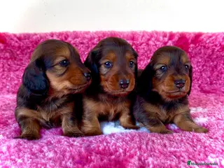 Teckel Miniatura perros Teckel miniatura pelo largo - Anuncio 1