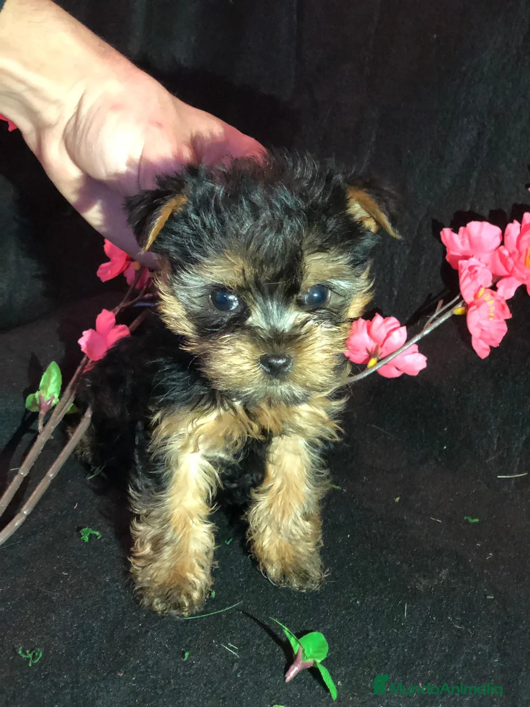 Yorkshire Terrier perros en venta: YORKSHIRE MINI  - Anuncio 2