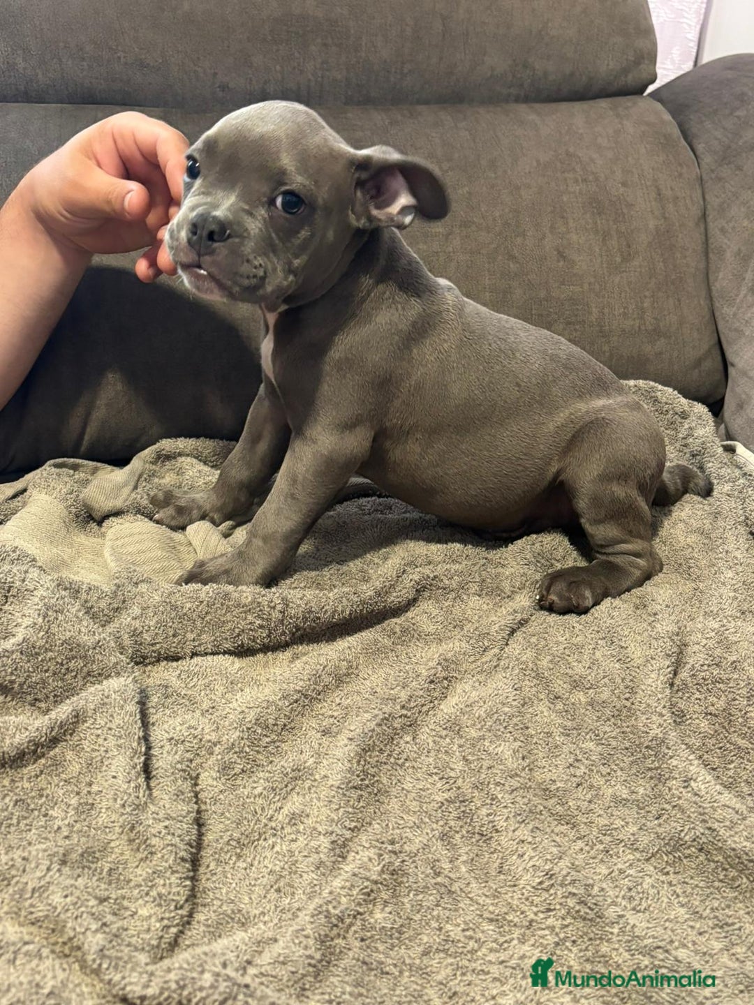 American Bully perros en venta: Último amecae bully !! - Imagen 5