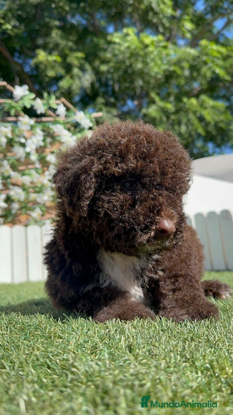 Perro de Agua Español perros en venta: PERRO DE AGUA ESPAÑOL - Anuncio 6