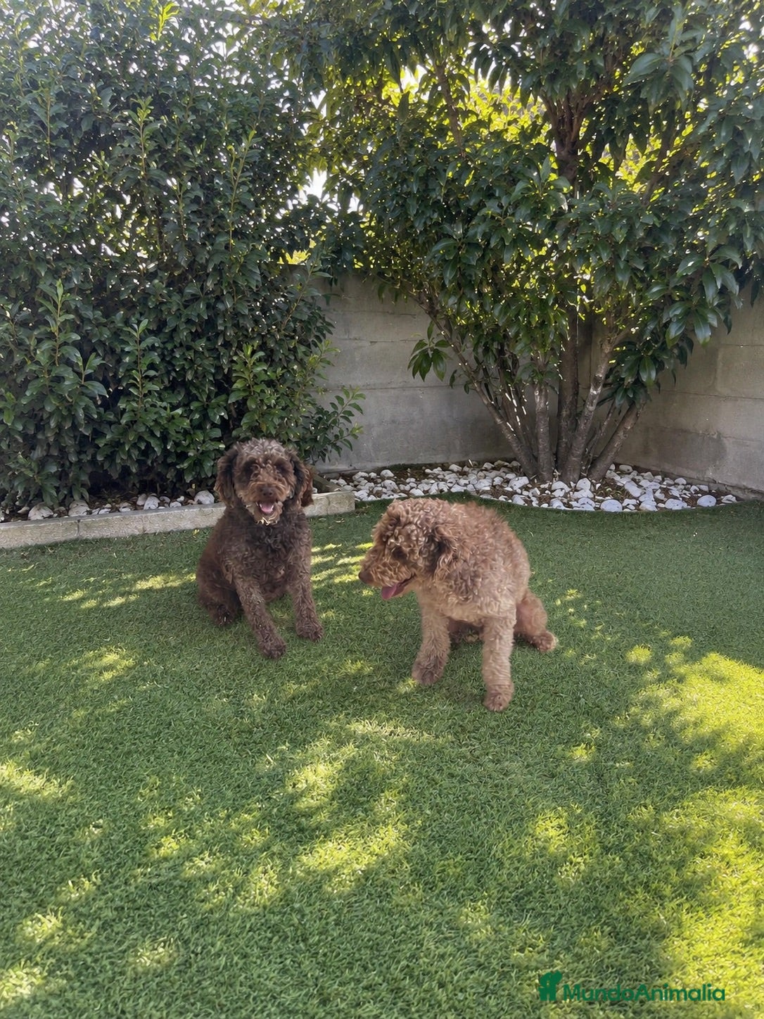 Perro de Agua Español perros Pareja de Perros de Agua Adultos - Anuncio 2