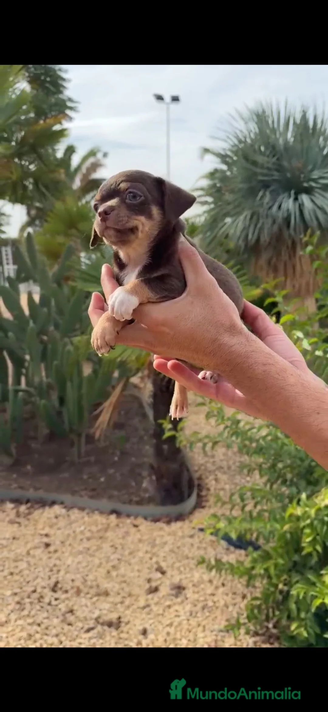 Chihuahua perros en venta: CHIHUAHUA TRICOLOR CHOCOLATE DEL PALMERAL 🤎 en Madrid - Anuncio 1