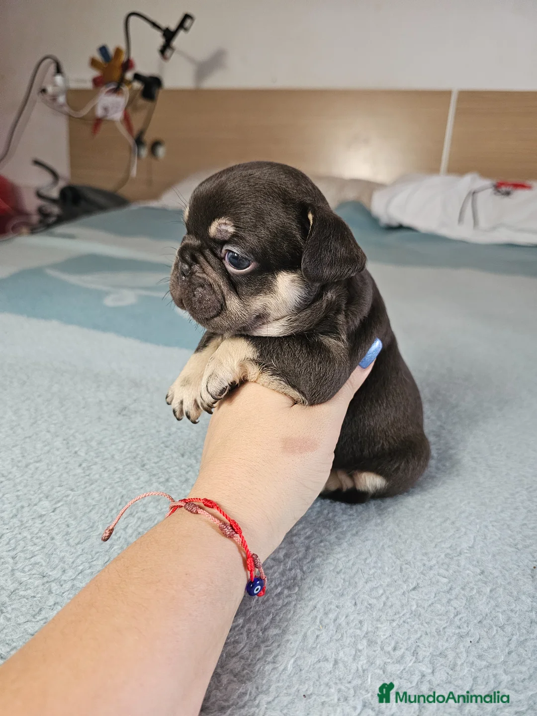 Bulldog Francés perros en venta: Bulldog francés and tan - Anuncio 8