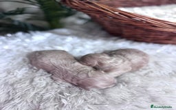 Maltipoo perros en venta: MALTIPOO  - Anuncio 3