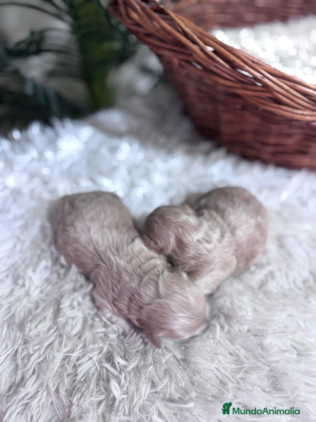 Maltipoo perros en venta: MALTIPOO  - Anuncio 3