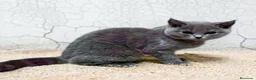 Británico de Pelo Corto gatos en venta: British Shorthair  - Anuncio 9