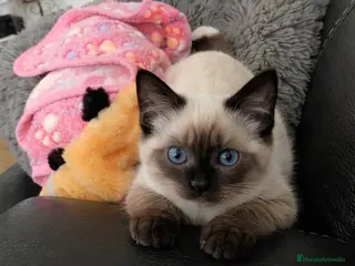 Siamés gatos GATITOS SIAMESES - Anuncio 1