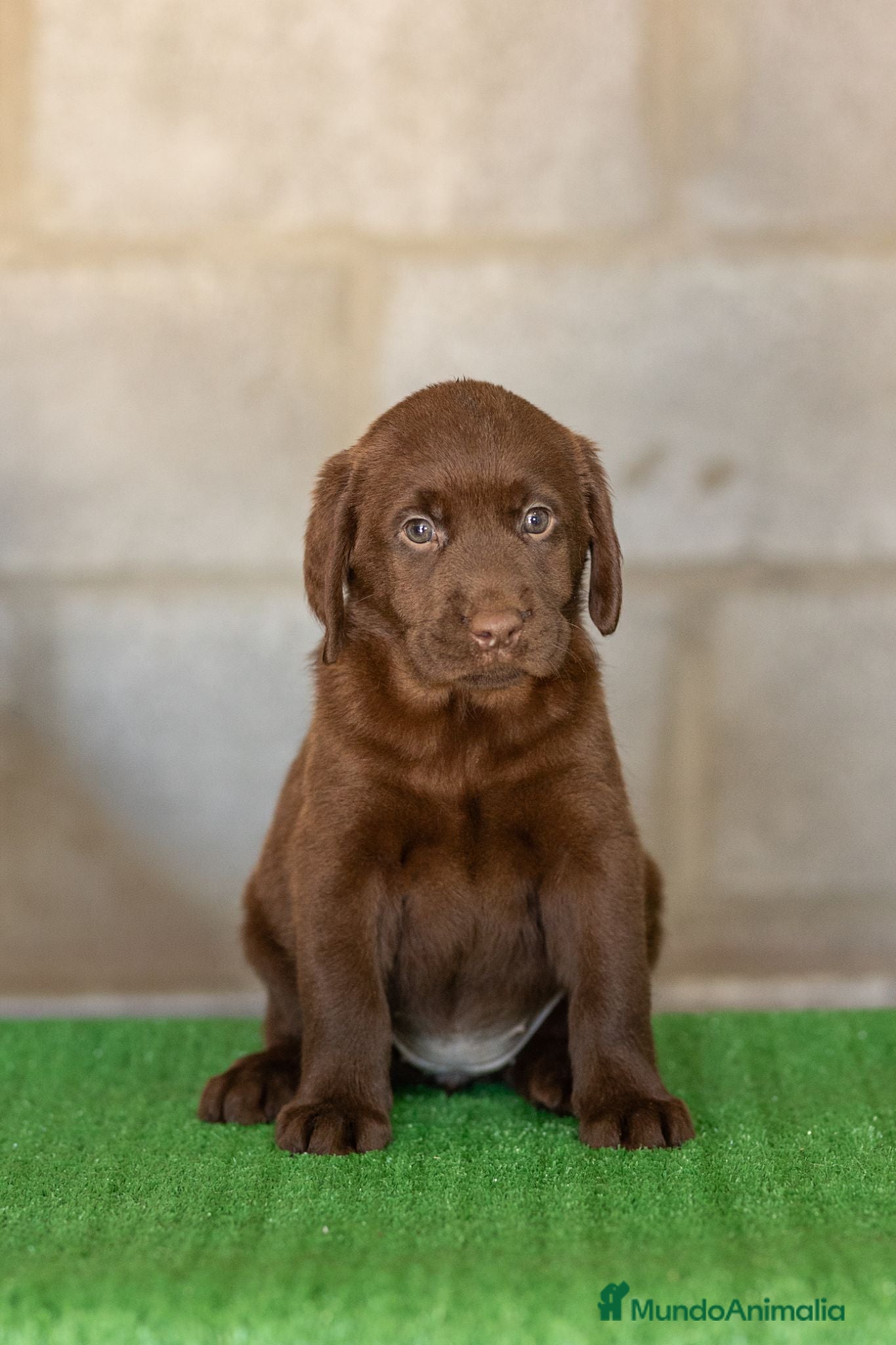Labrador Retriever perros LABRADOR CHOCOLATE DISPONIBLE - Anuncio 2