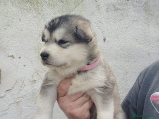 Alaskan Malamute perros ALASKAN MALAMUTE - Anuncio 3