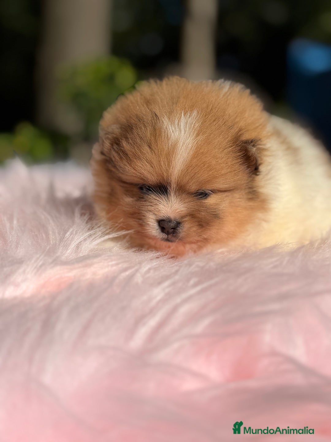 Pomerania perros en venta: Pomerania Partycolor - Imagen 6