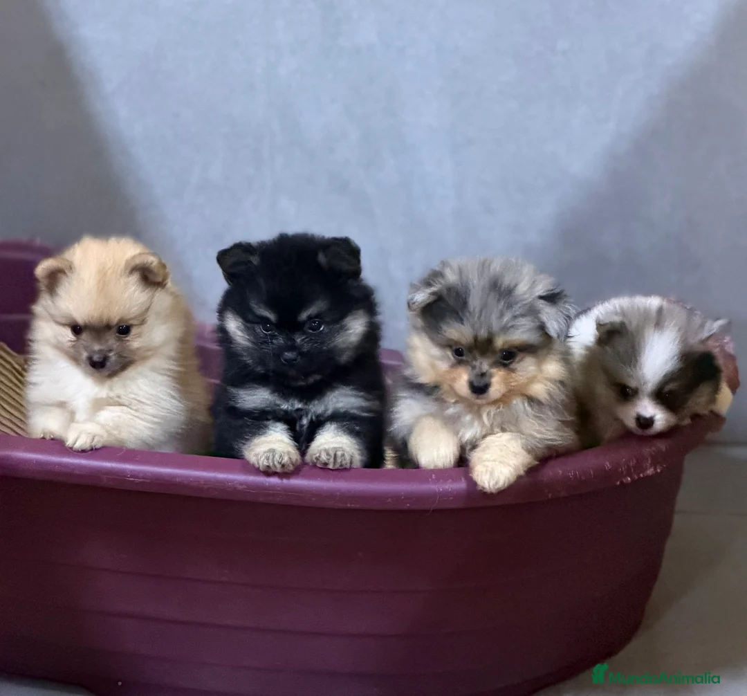 Pomerania perros en venta: Camada Pomerania Toy cara de oso  - Anuncio 1