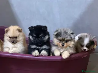 Pomerania perros Camada Pomerania Toy cara de oso - Anuncio 1