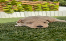 Maltipoo perros en venta: MALTIPOO  - Imagen 4