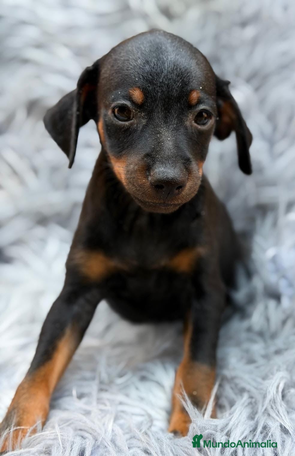 Pinscher Miniatura perros Pinscher miniatura machito🐾💙 - Anuncio 1