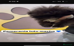Pomerania perros en venta: Pomerania lulu macho - Imagen 2