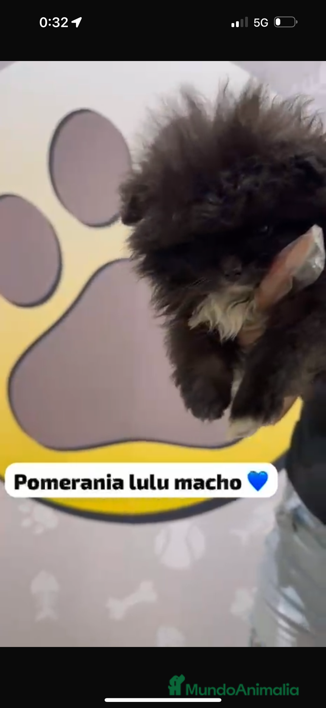 Pomerania perros en venta: Pomerania lulu macho - Imagen 2