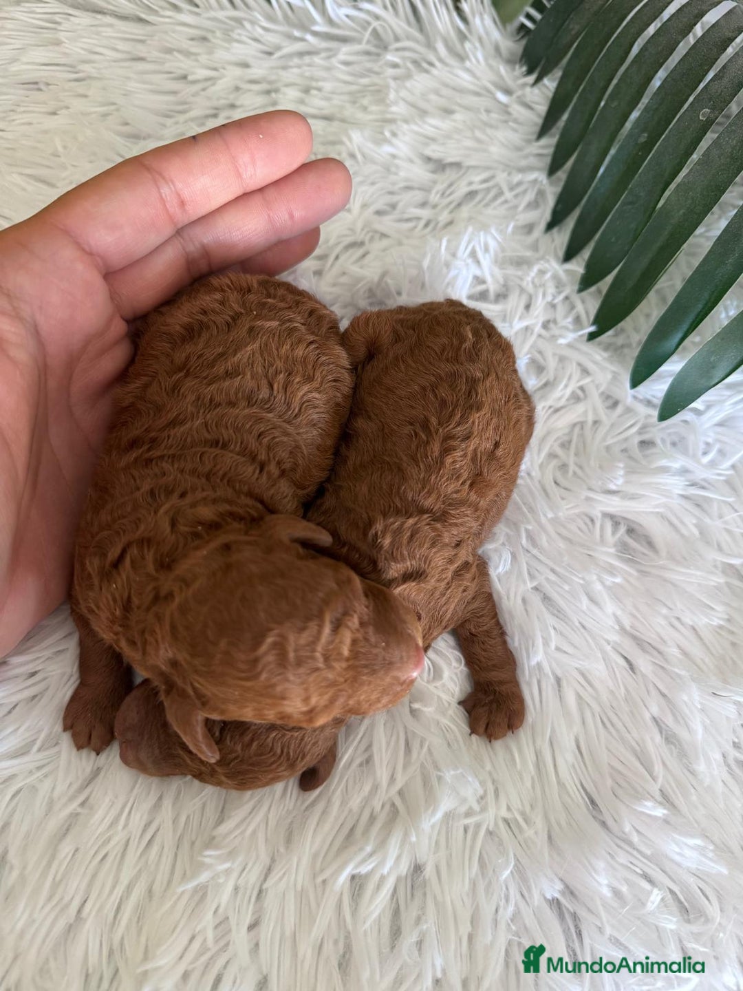 Caniche Toy perros en venta: CANICHE TOY ROJO - Imagen 12
