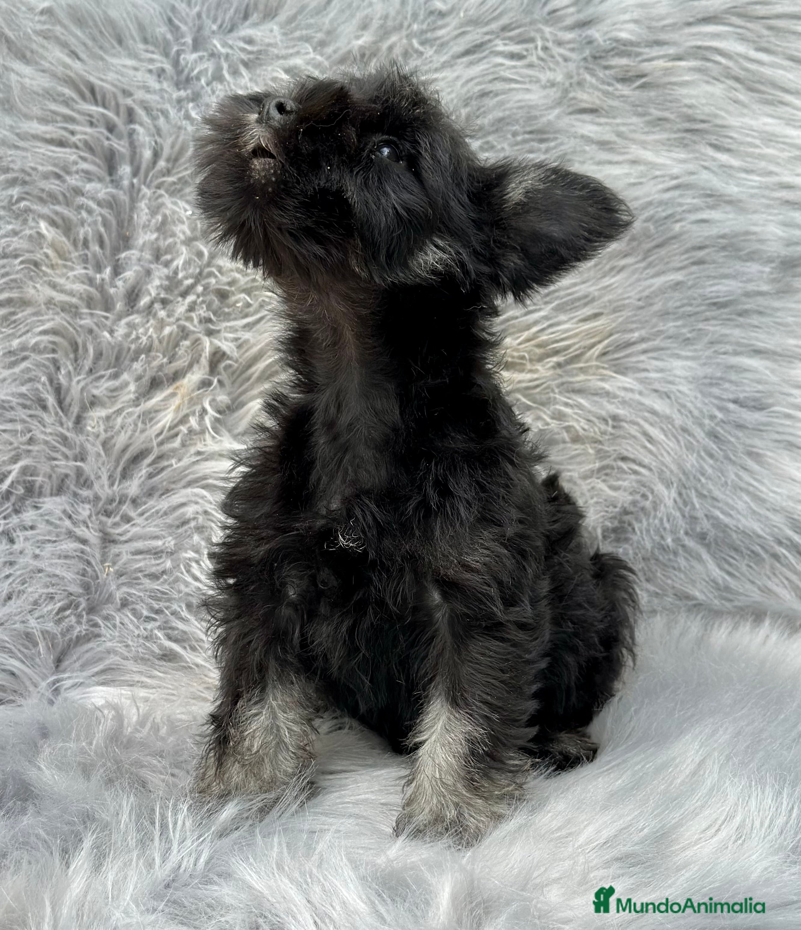 Schnauzer Miniatura perros SCHNAUZER MINIATURA NEGRO Y PLATA en Barcelona - Anuncio 2