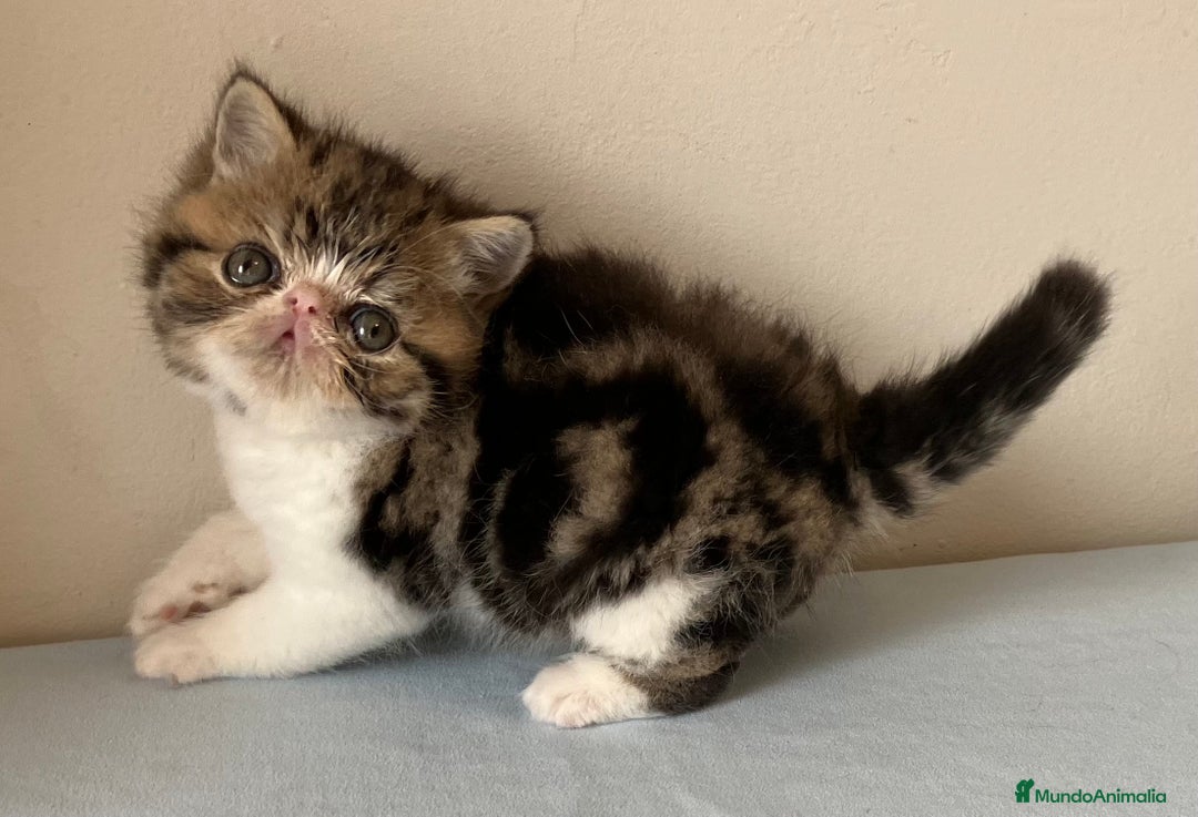 Exótico de Pelo Corto gatos en venta: GATO EXOTICO - Anuncio 3