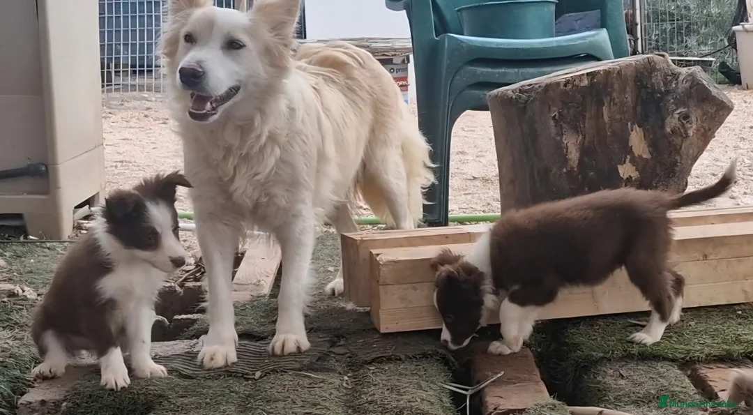 Border Collie perros en venta: Border collie hembras chocolates - Anuncio 4