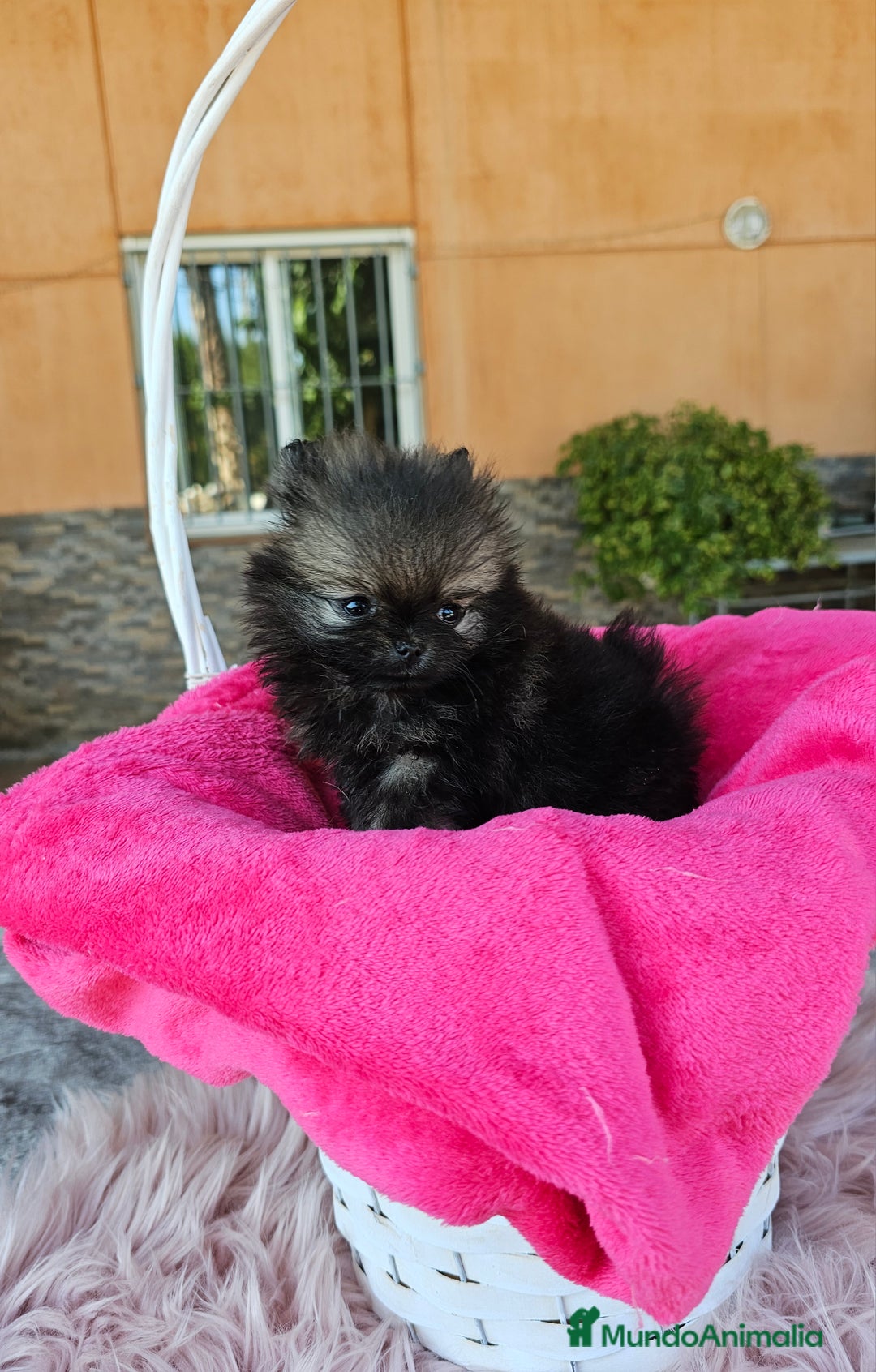 Pomerania perros en venta: Lulú de pomerania miniatura  - Imagen 2