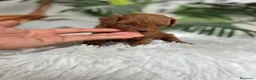 Caniche Toy perros en venta: CANICHE HEMBRA ROJA - Anuncio 17