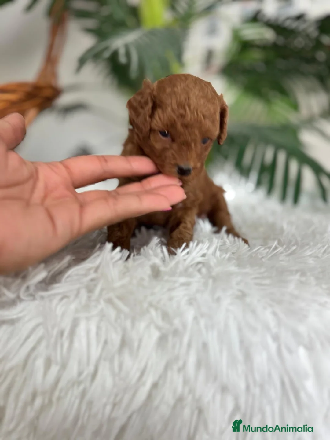 Caniche Toy perros en venta: CANICHE HEMBRA ROJA - Anuncio 17