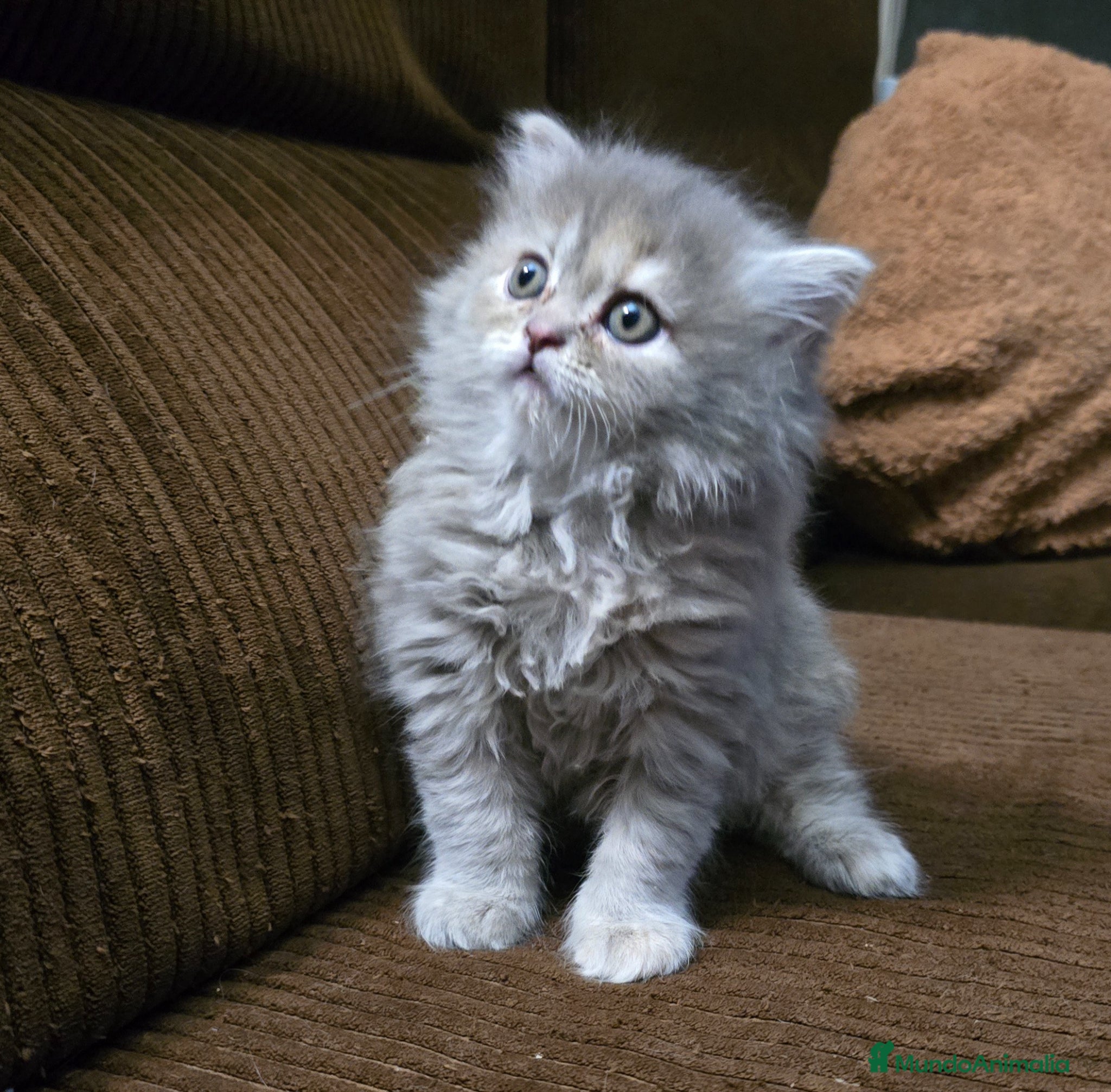 Británico de Pelo Largo gatos Gatcot - Anuncio 2