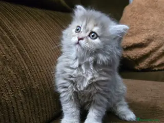 Británico de Pelo Largo gatos Gatcot - Anuncio 2