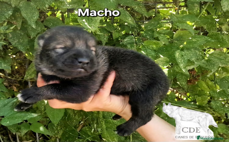 Perro Lobo Checoslovaco perros - Propaganda 1