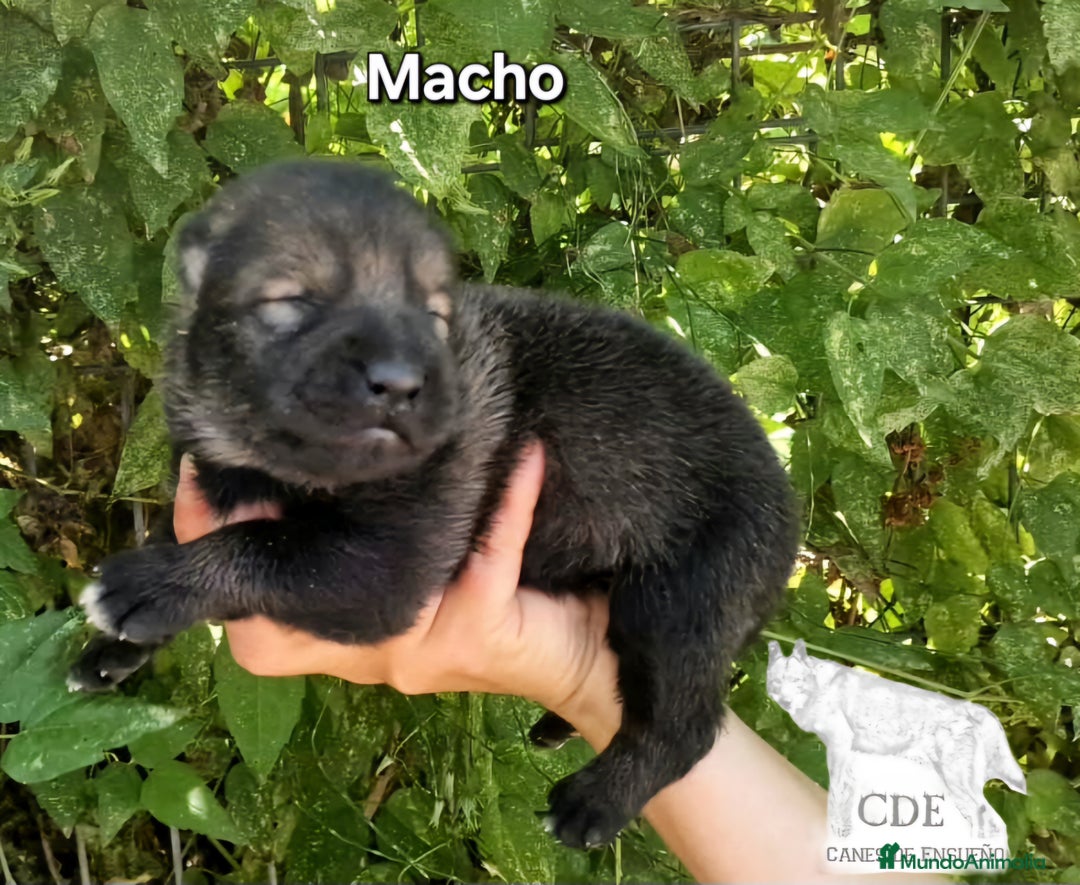 Perro Lobo Checoslovaco perros en venta: Perro lobo wolfdog  - Imagen 1
