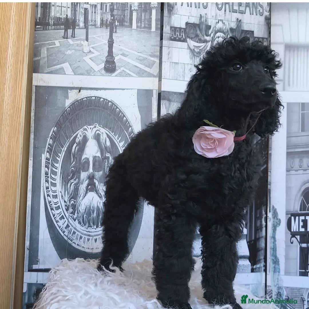 Caniche Gigante perros en venta: Caniche gigante  - Anuncio 5