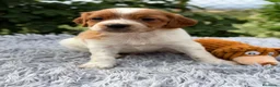 Épagneul Breton perros en venta: CAMADA DE BRETÓN ESPAÑOL CALIDAD - Anuncio 1