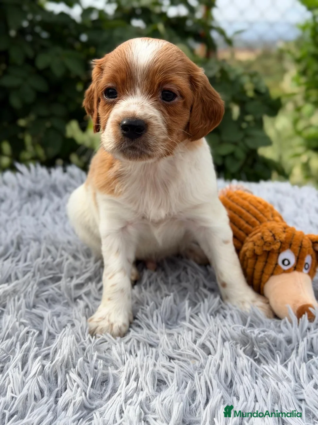 Épagneul Breton perros en venta: CAMADA DE BRETÓN ESPAÑOL CALIDAD - Anuncio 1