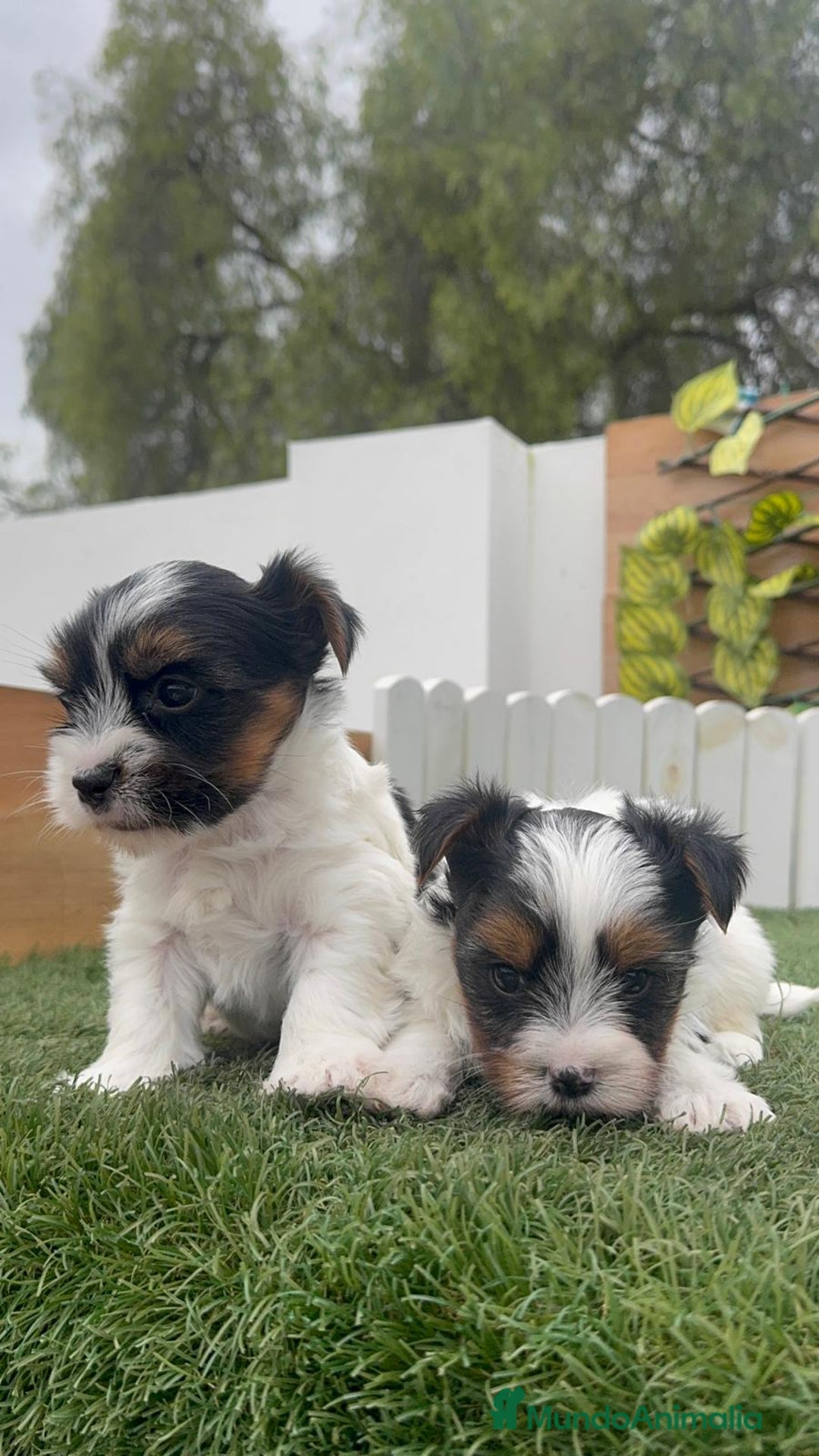 Yorkshire Terrier perros en venta: YORKSHIRE BIEWER MACHOS - Anuncio 6